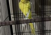Argent sale bird beautiful bird mail