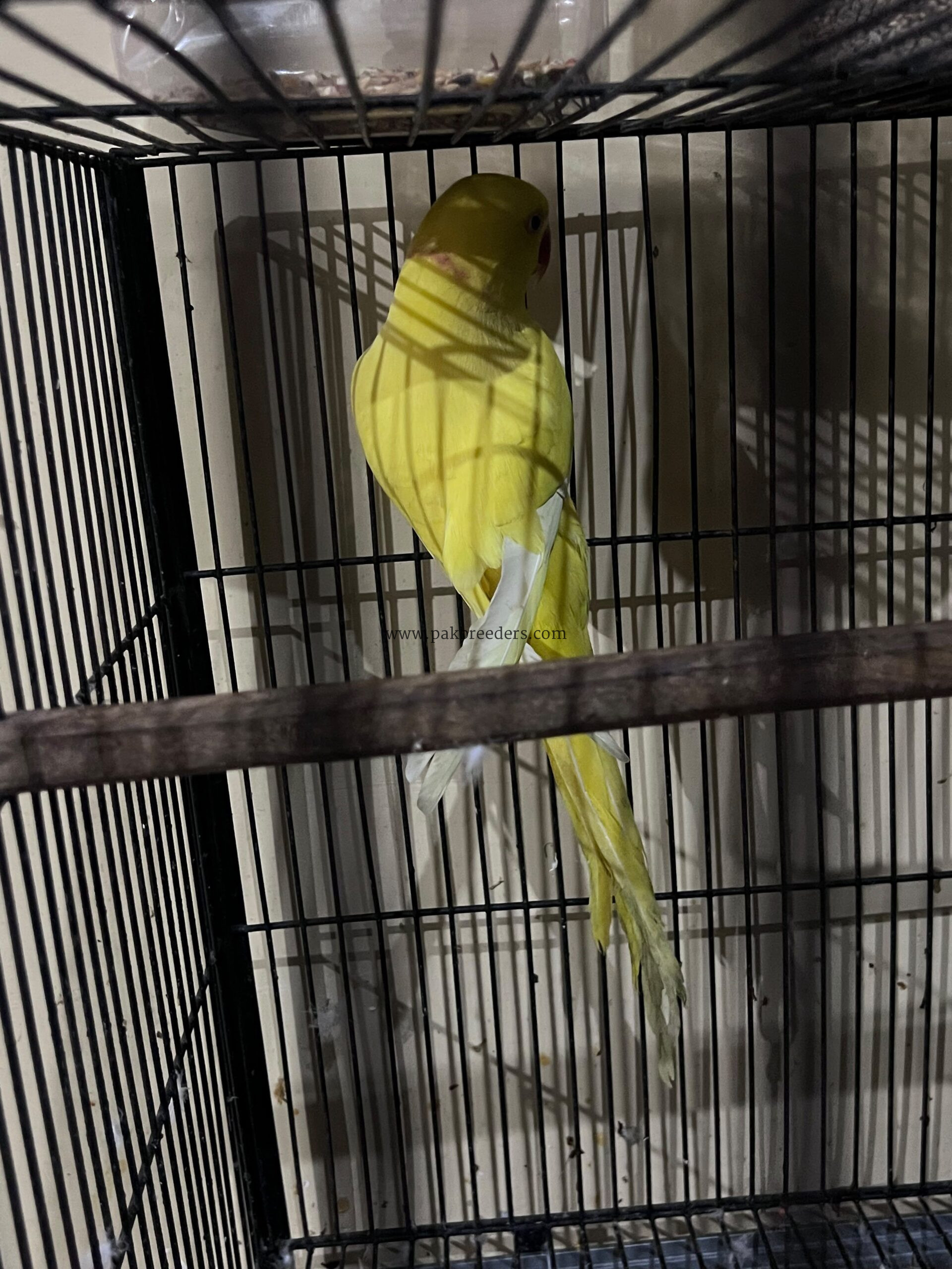 Argent sale bird beautiful bird mail