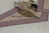 Aseel Mianwali Breed chicks