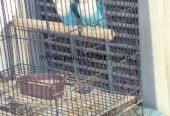 Love birds for sale . Urgent sale