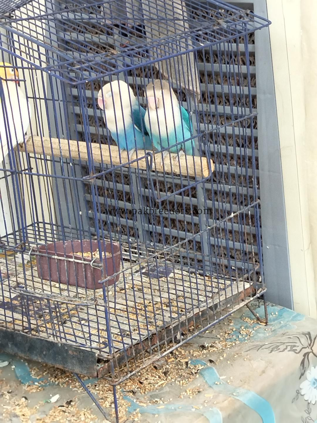 Love birds for sale . Urgent sale