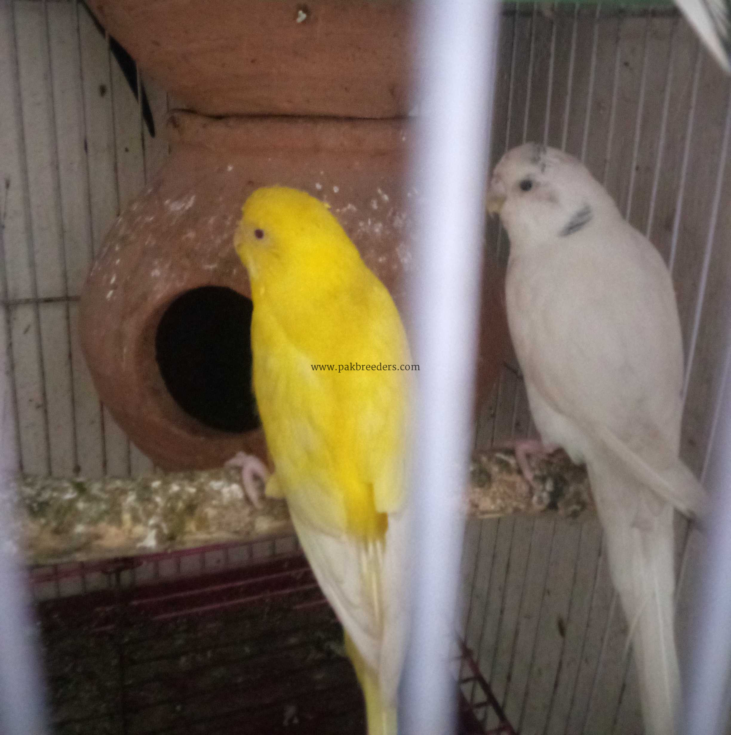 Red eye female and black eye male