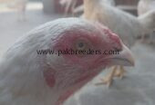 Paper white heera aseel female