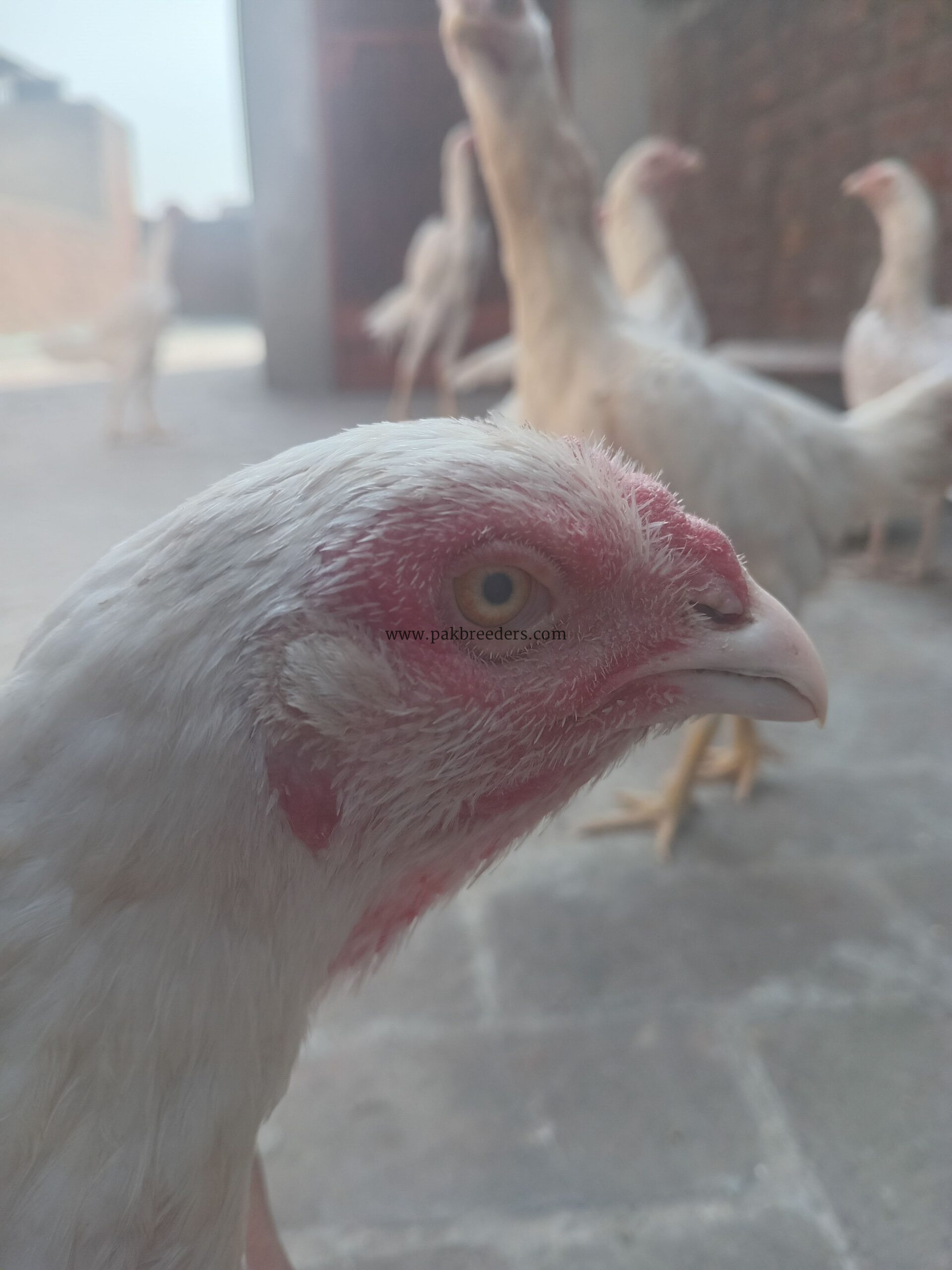 Paper white heera aseel female