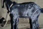 Teddy Bakra breeder male