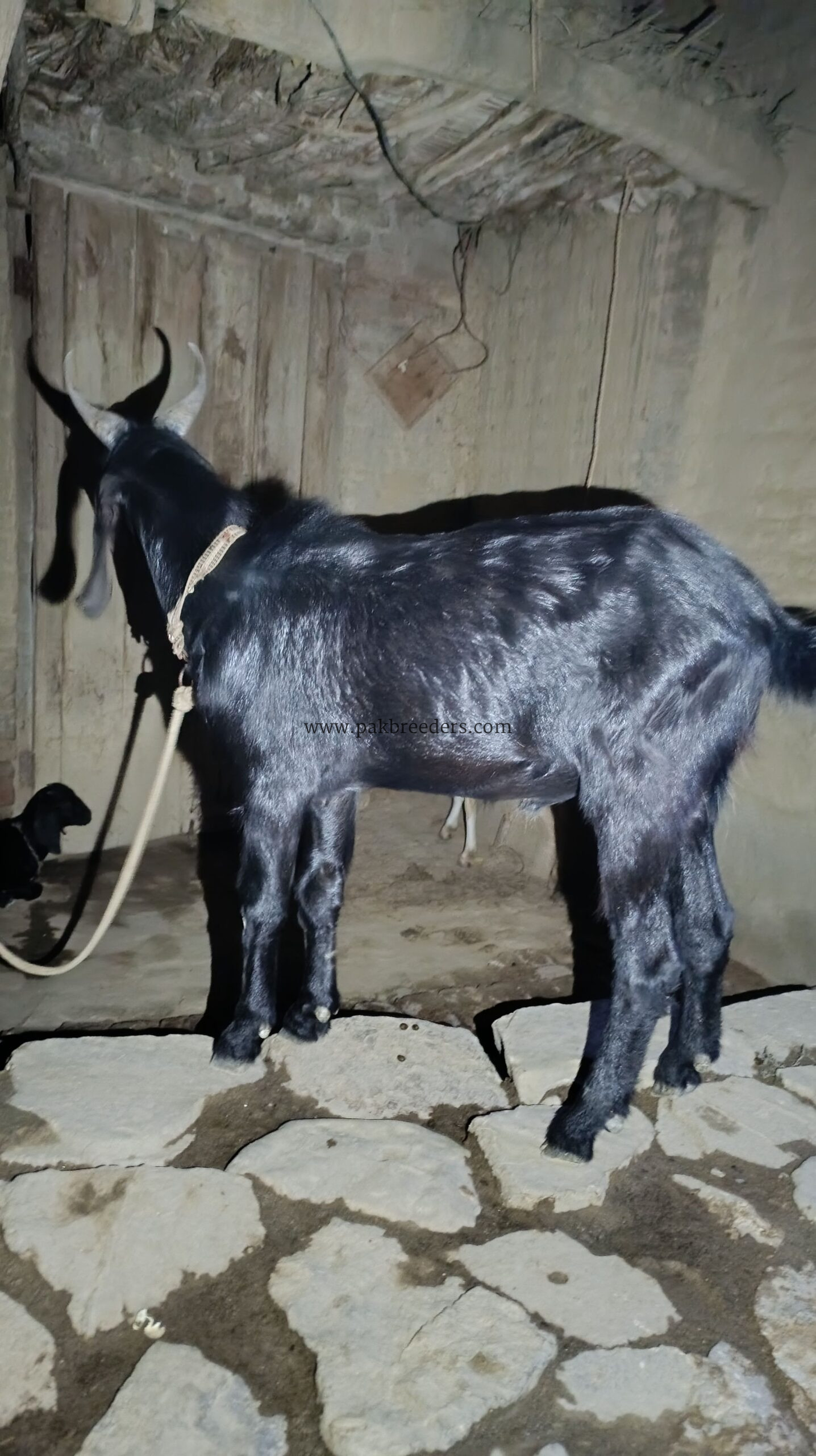 Teddy Bakra breeder male
