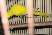 Argent sale bird beautiful bird mail
