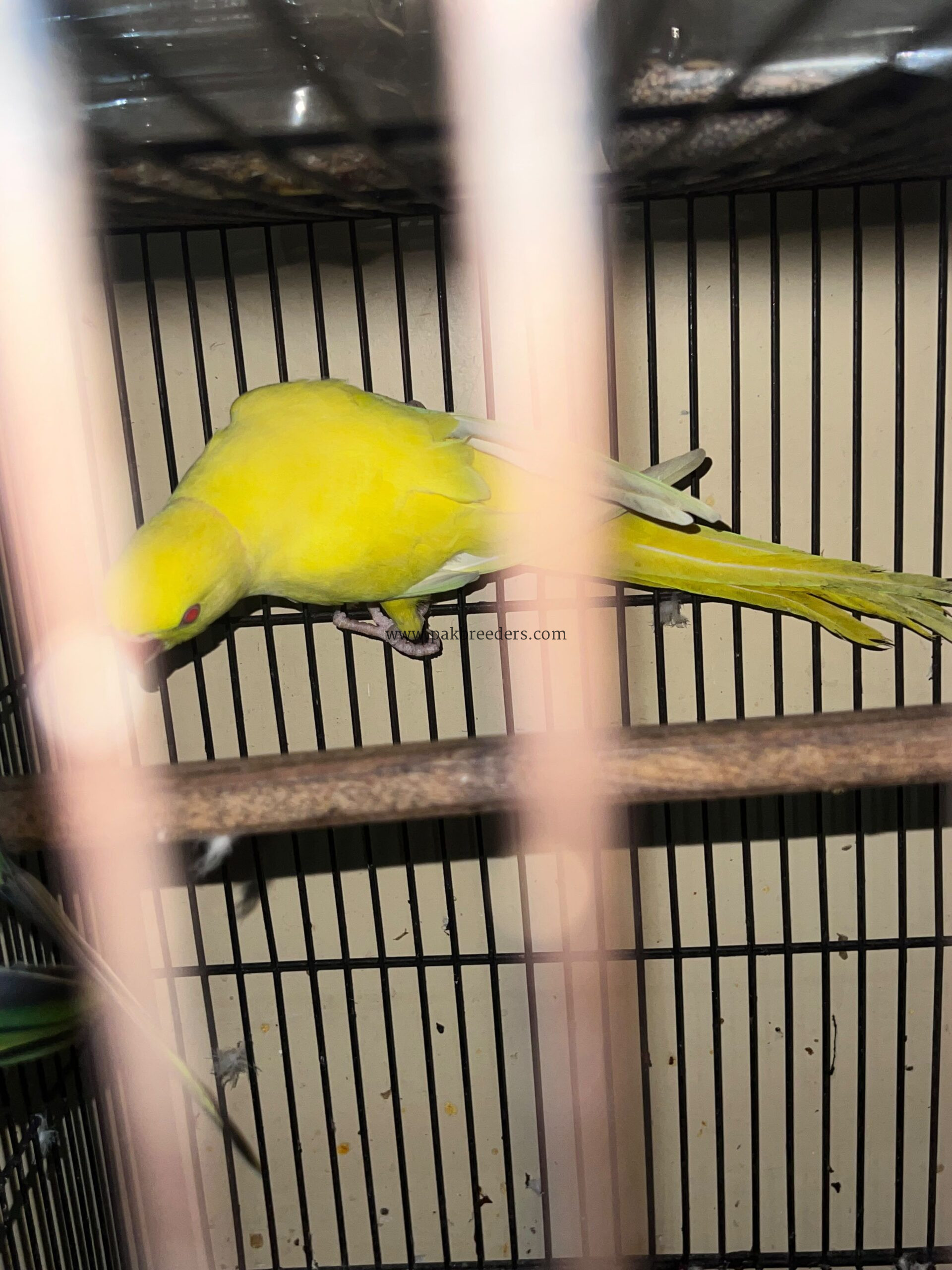 Argent sale bird beautiful bird mail