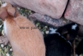 Black white rabbit babies two twins baby