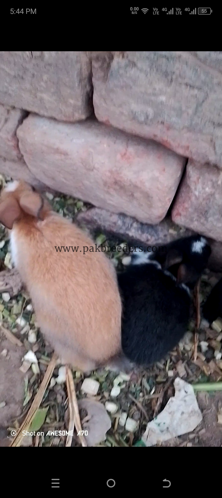 Black white rabbit babies two twins baby