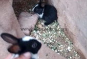 Black white rabbit babies two twins baby