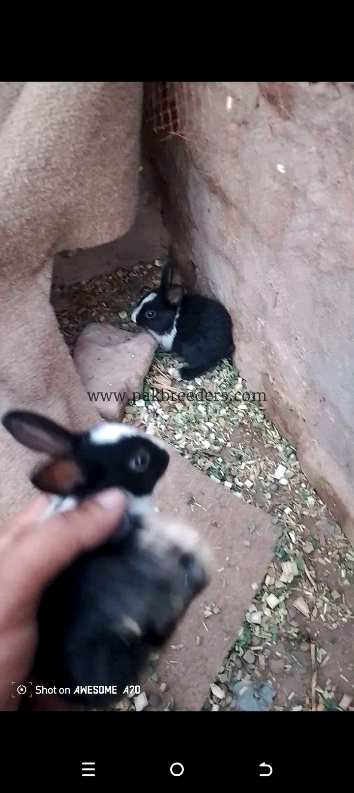 Black white rabbit babies two twins baby