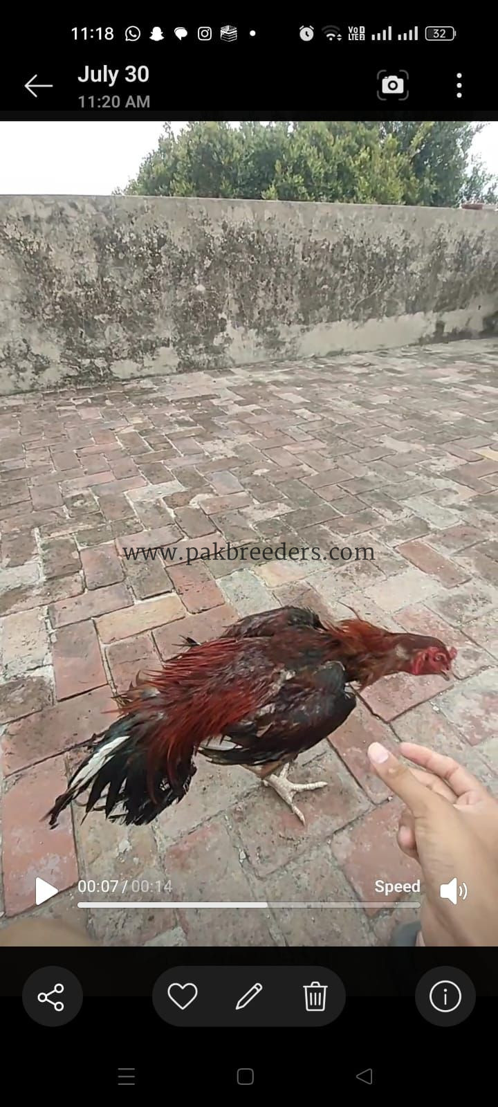 Lakha aseel murga,vaccinated,aseel,pakistani aseel mianwali aseel