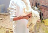 Papers White heera pathi