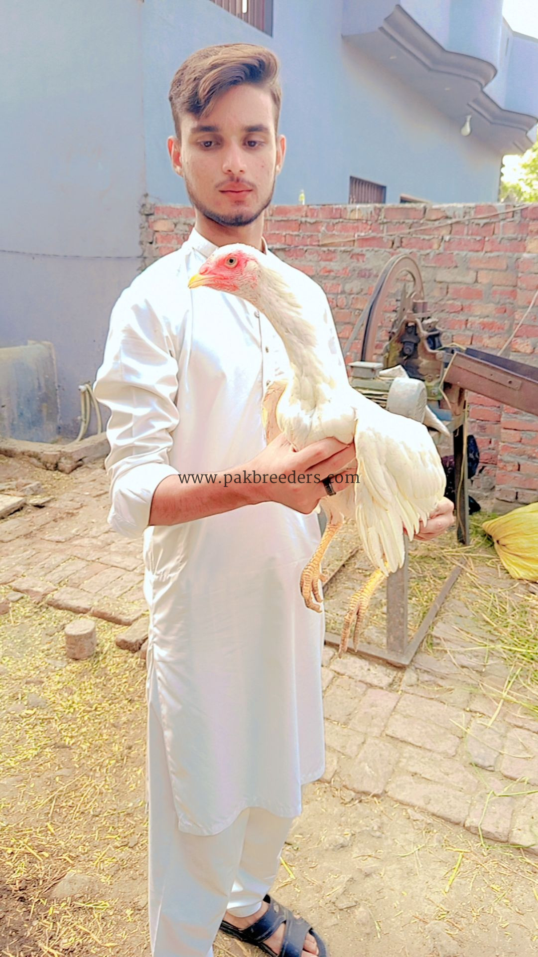 Papers White heera pathi