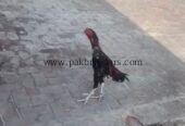 Lakha aseel murga,vaccinated,aseel,pakistani aseel mianwali aseel