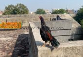 Mianwali aseel amroha blood line,pakistani aseel,best aseel,vaccinated aseel,Thai aseel