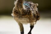 Peacock mor chicks available hai k bachy