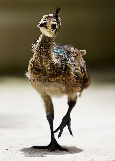 Peacock mor chicks available hai k bachy