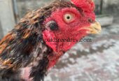 Mianwali aseel amroha blood line,pakistani aseel,best aseel,vaccinated aseel,Thai aseel