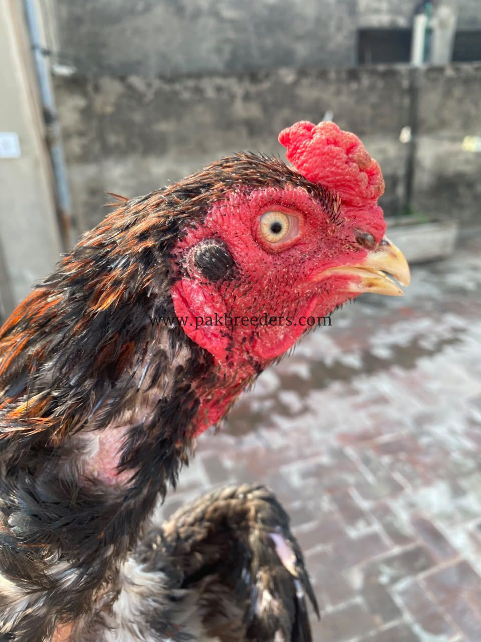 Mianwali aseel amroha blood line,pakistani aseel,best aseel,vaccinated aseel,Thai aseel