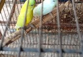 Red eyes budgies pair available
