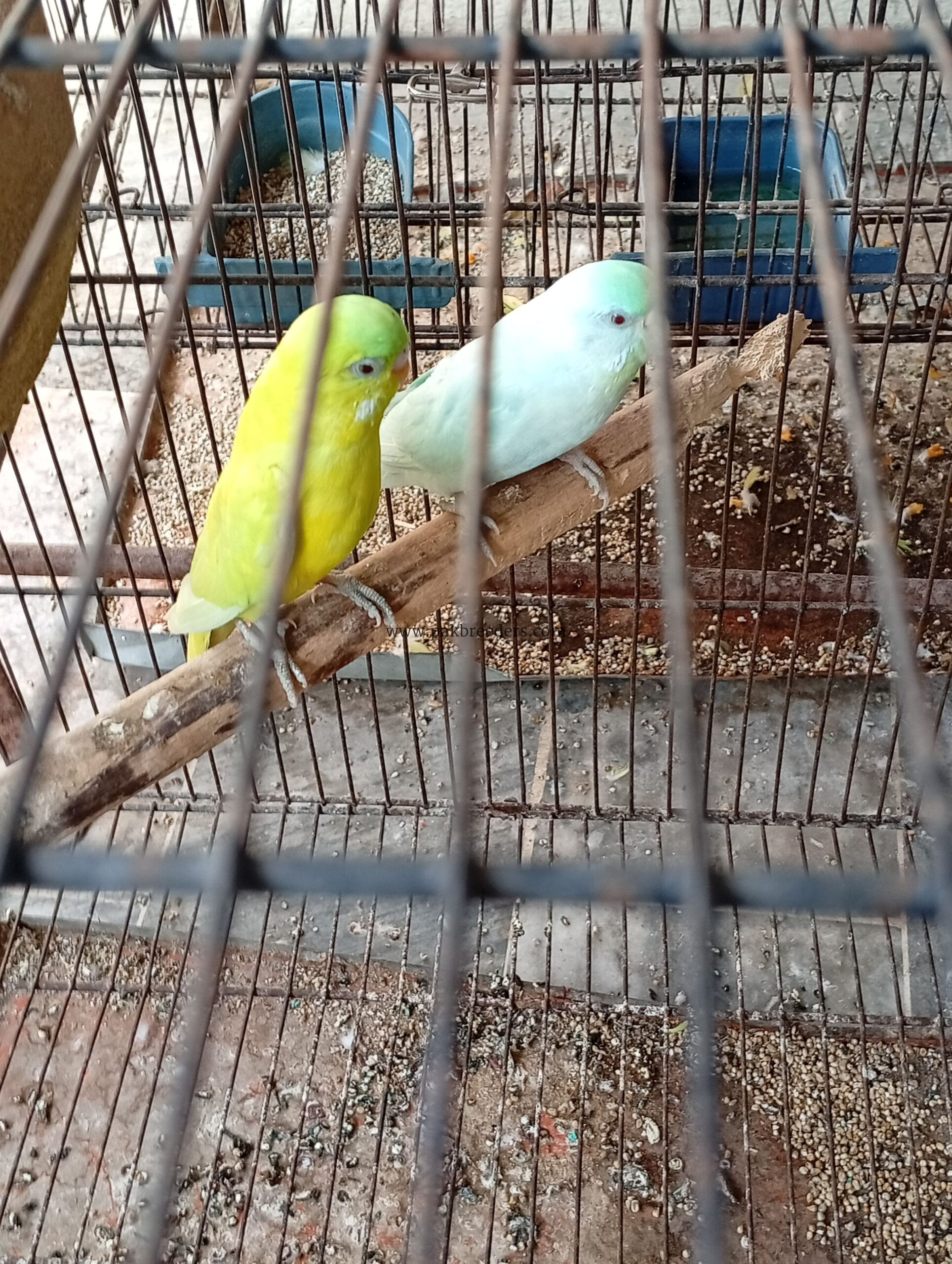 Red eyes budgies pair available