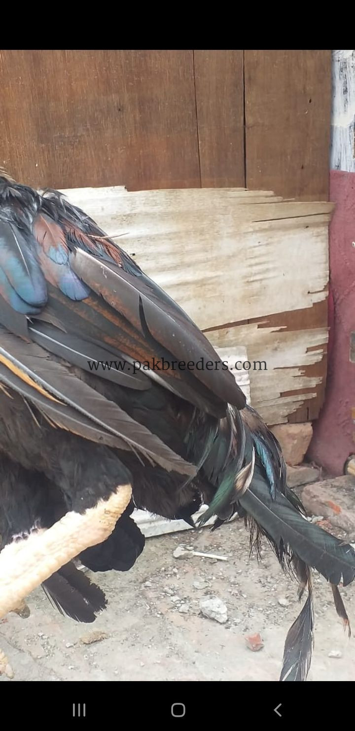 Aseel murga breed lasani