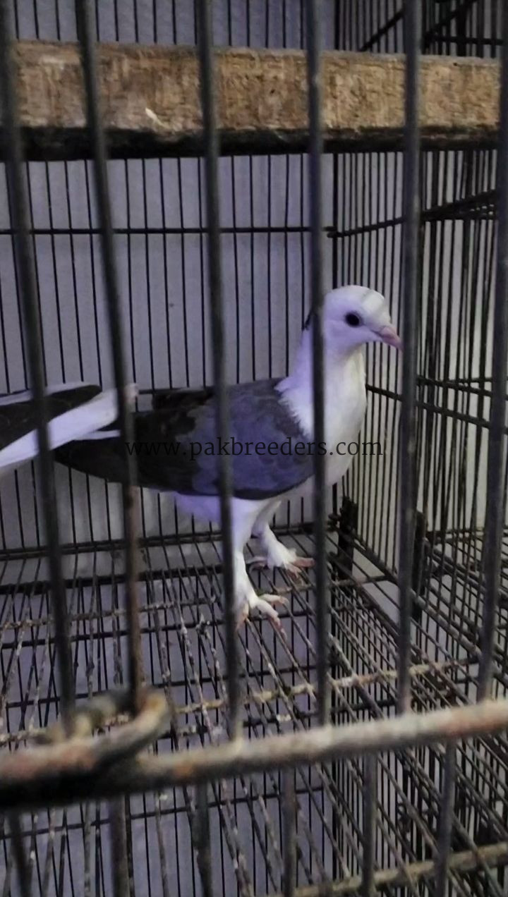 Top quality silver sharazi