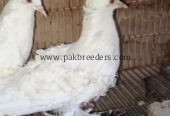 mashallah beautiful top quality White frillback ka young breeder pair available