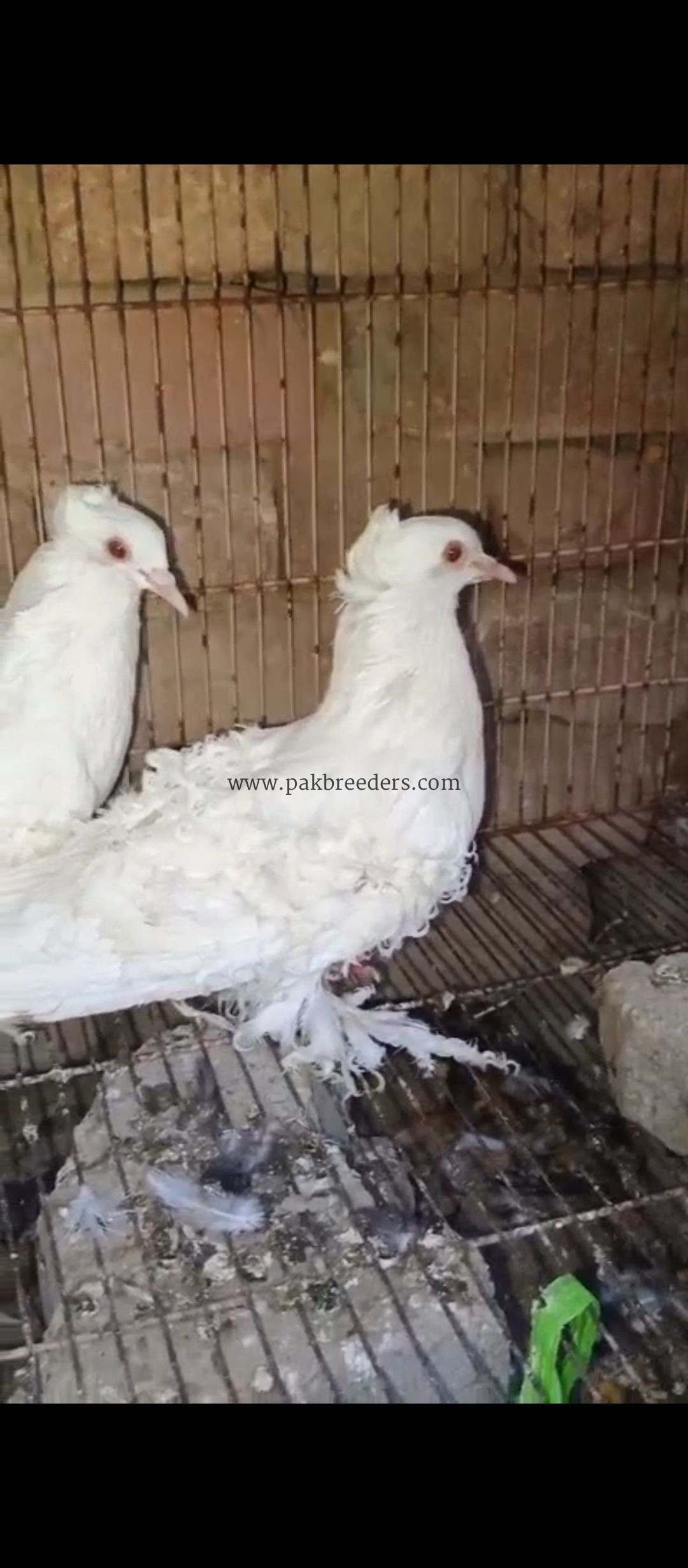 mashallah beautiful top quality White frillback ka young breeder pair available