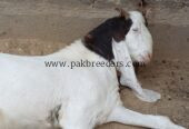 ایک سالہ صحت مند نر بکرا فروخت کے لیے دستیاب ہے۔ قیمت 115,000 روپے ہے۔ دلچسپی رکھنے والے خریدار مزید تفصیلات کے لیے رابطہ کریں۔