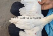 Papers White heera pathi