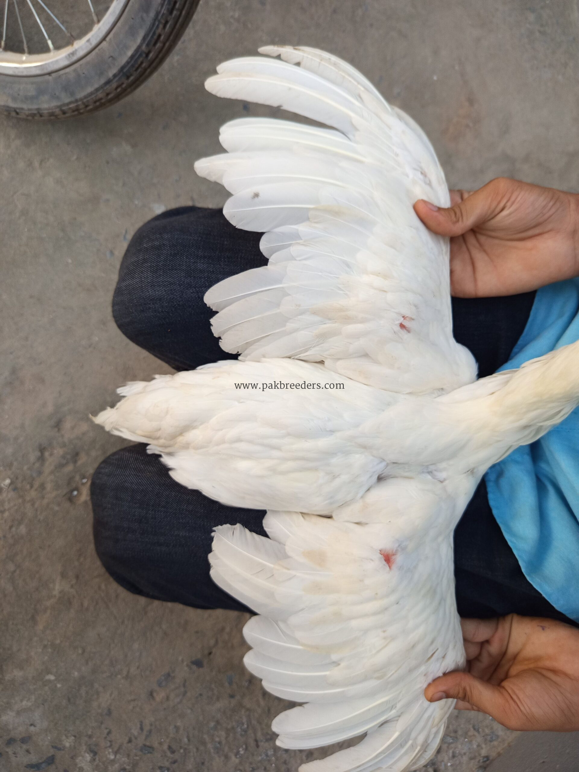 Papers White heera pathi