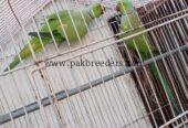 Pair Katha Green Ringneck