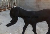 Goat for urgent sale 2 bacho ke sath 03224720701