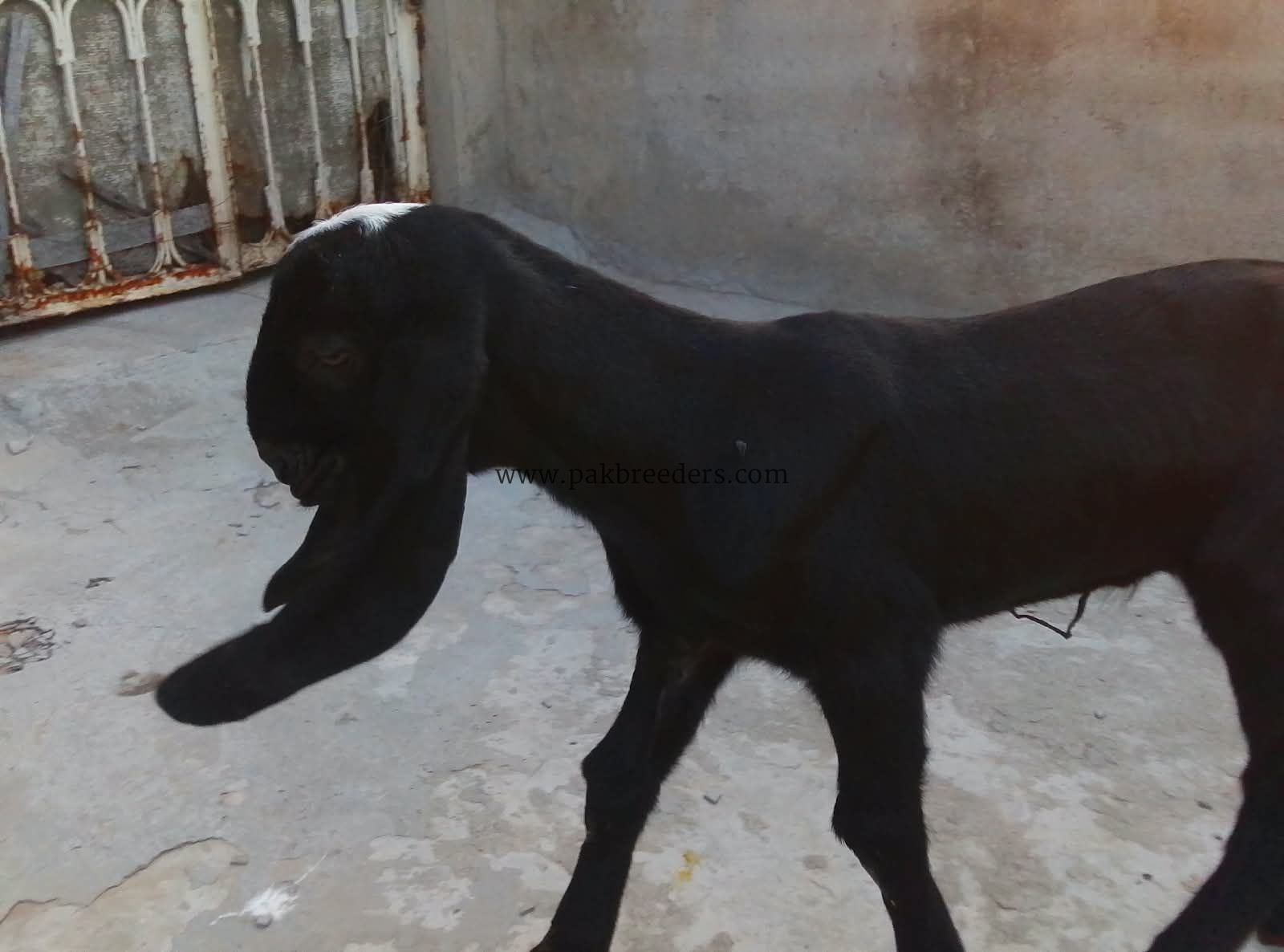 Goat for urgent sale 2 bacho ke sath 03224720701