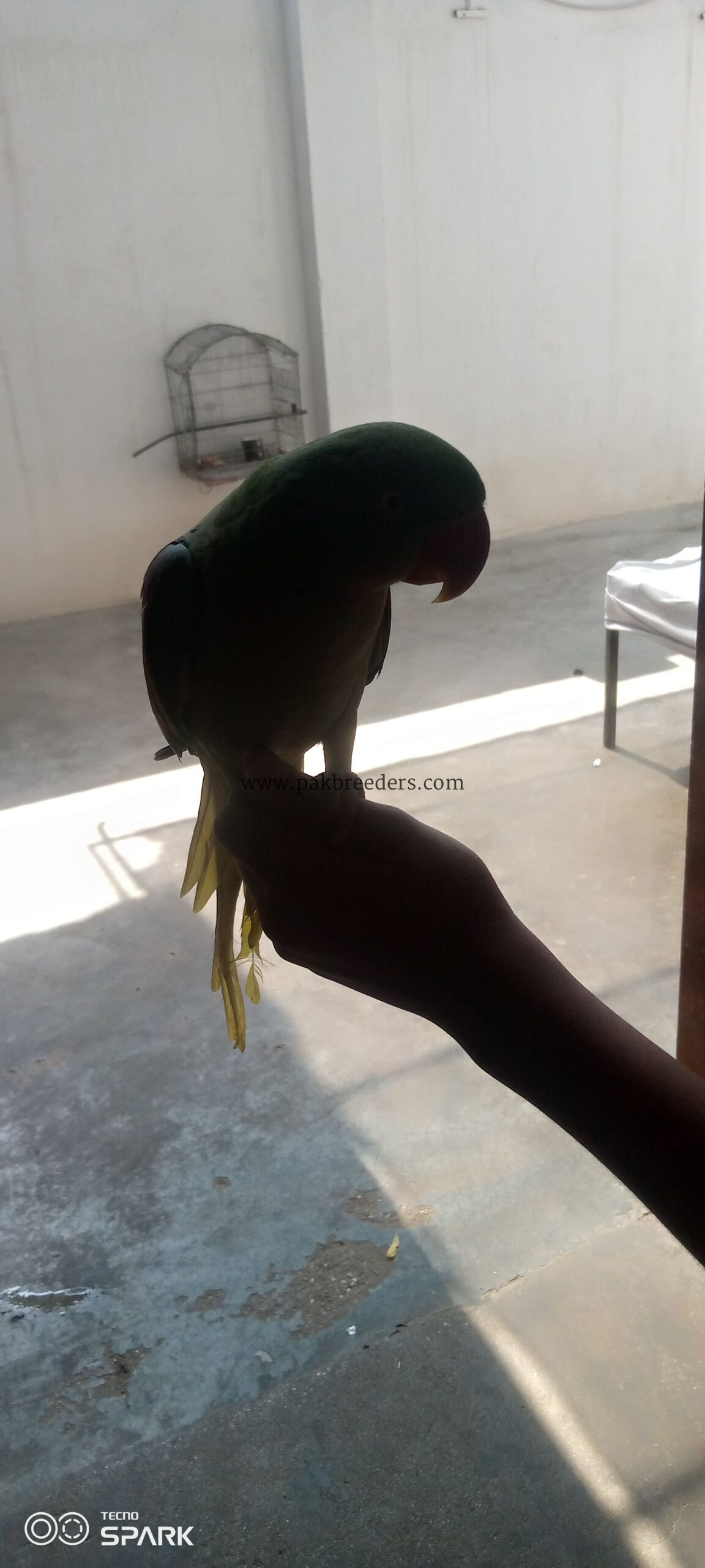 The parrot senter new