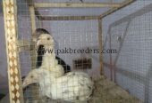 Aseel Mianwali Breed chicks