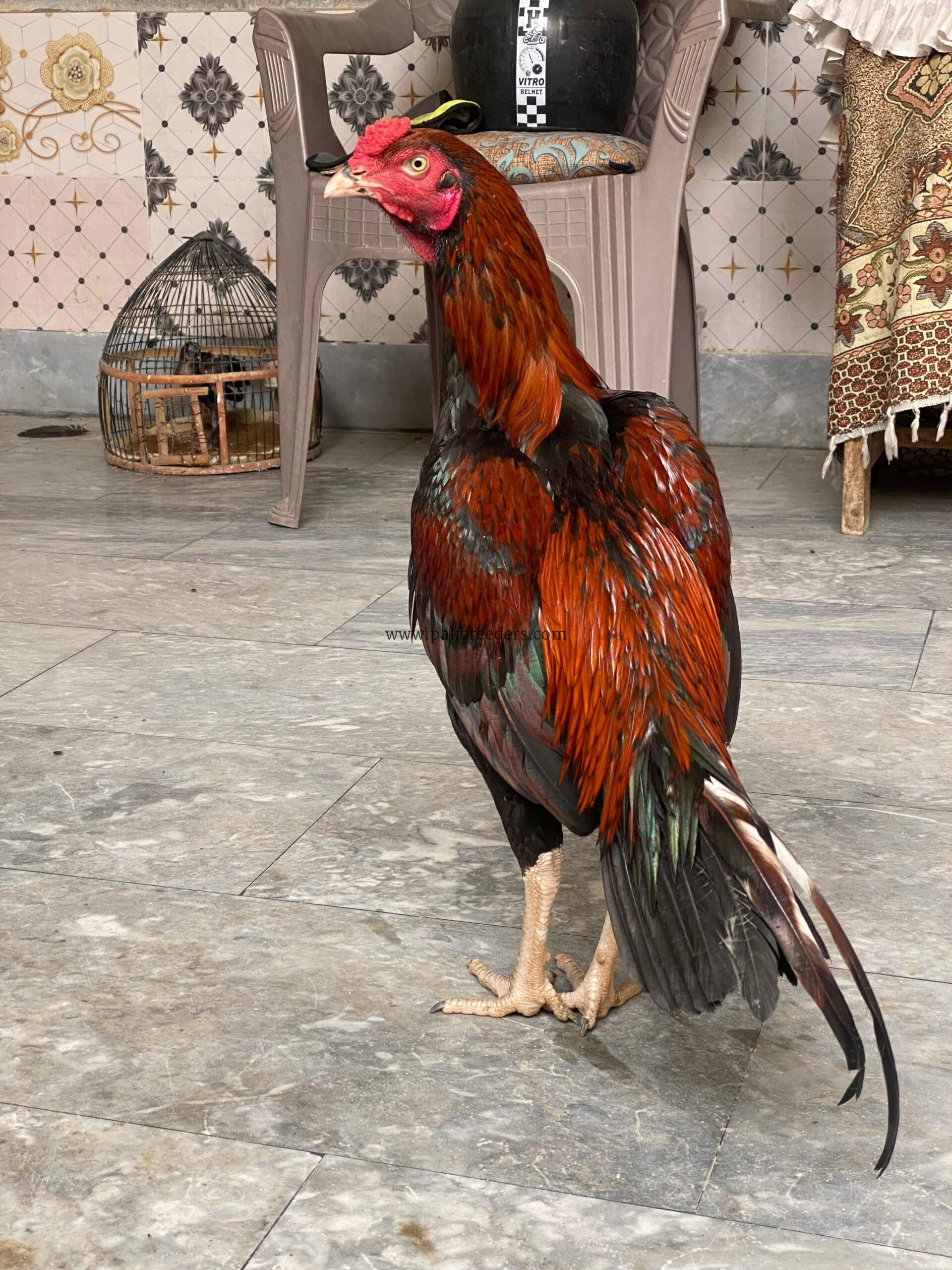 Aseel murga for sale