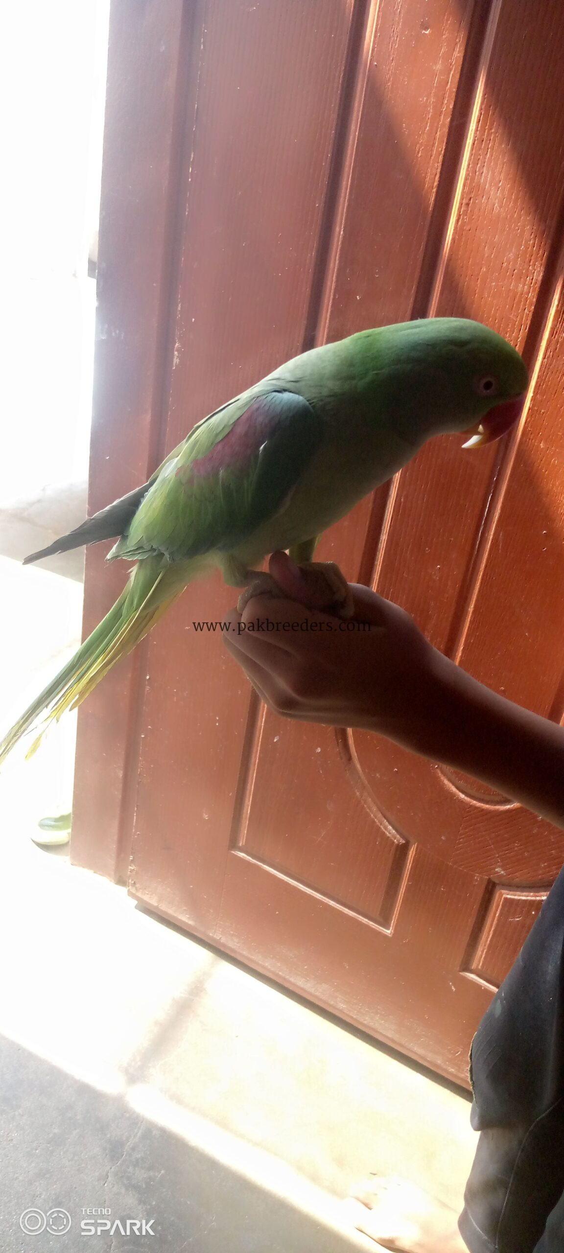 The parrot senter new