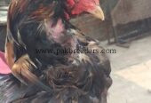 Aseel murga breed lasani