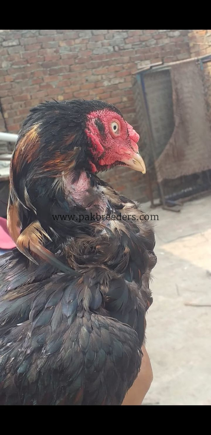 Aseel murga breed lasani