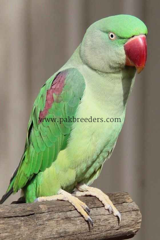 Raw parrot pair avaiable