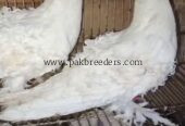mashallah beautiful top quality White frillback ka young breeder pair available