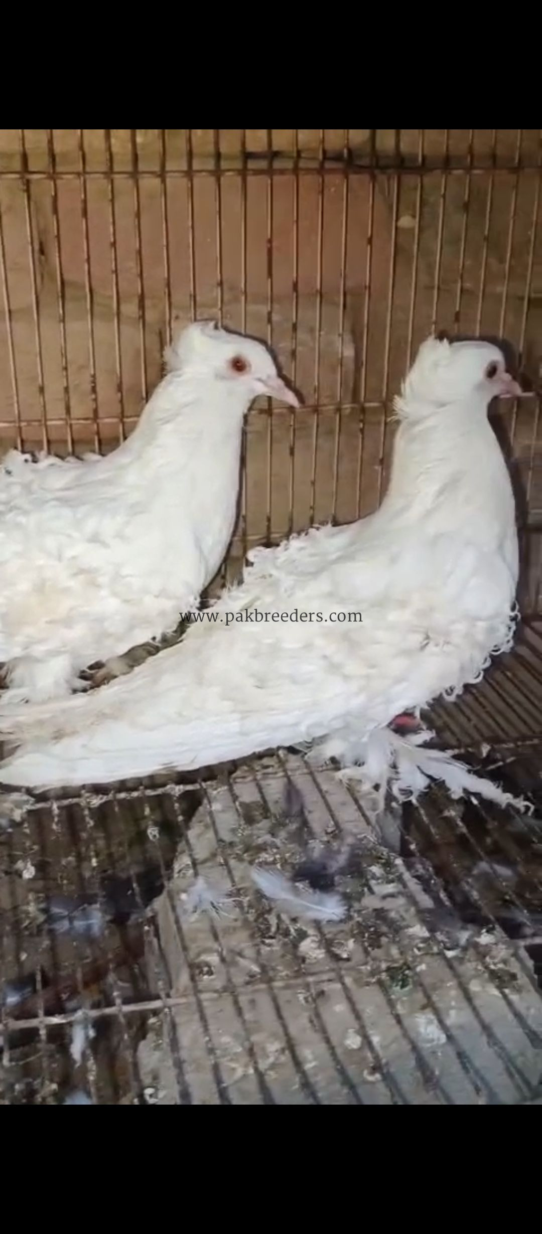 mashallah beautiful top quality White frillback ka young breeder pair available