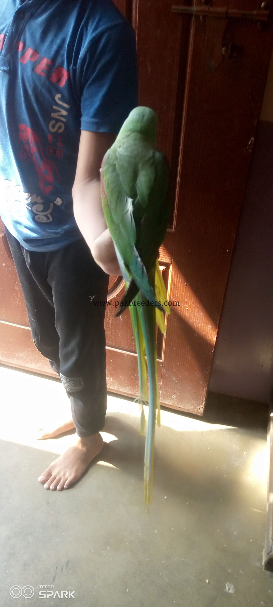 The parrot senter new