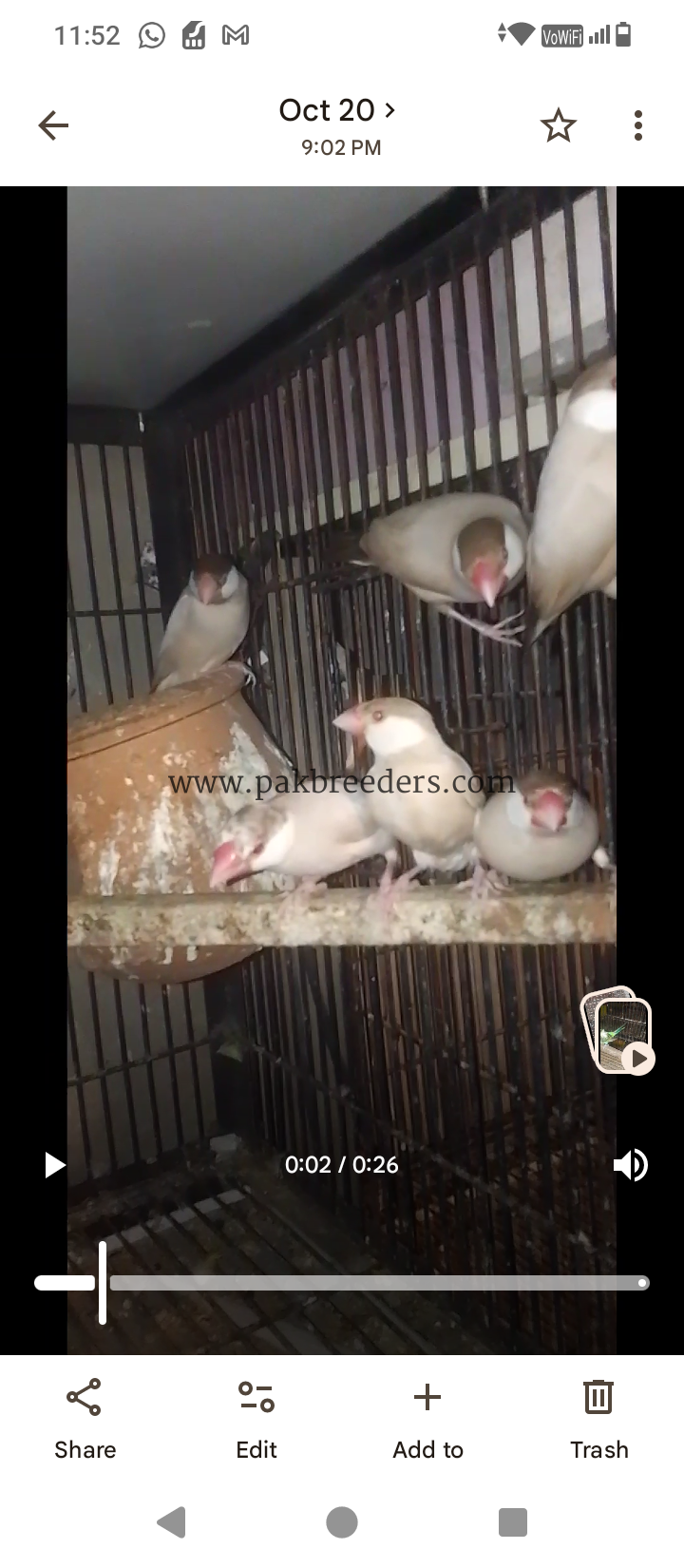 Fawn Java breeder pair
