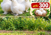 Silki pair for sale and eggs