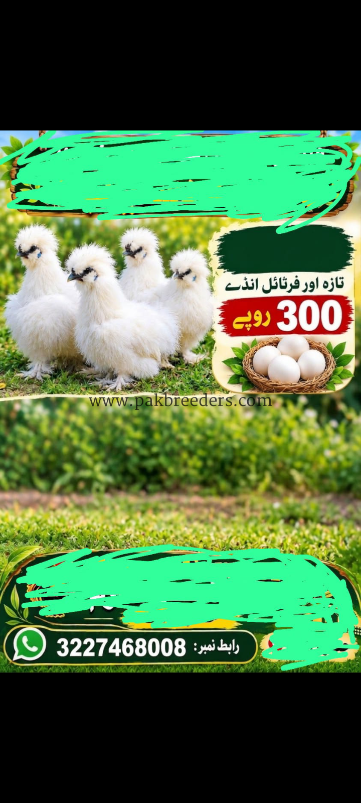 Silki pair for sale and eggs